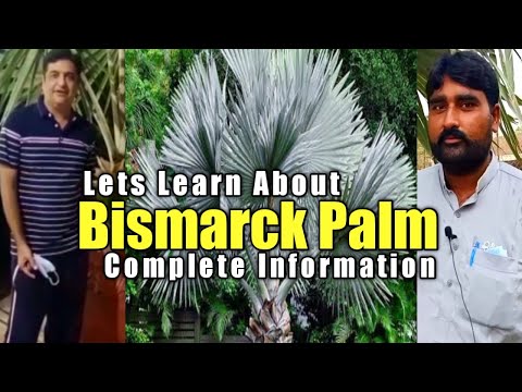 Video: Guide til plantning af Bismarck-palmetræer - Sådan plejer du et Bismarck-palmetræ