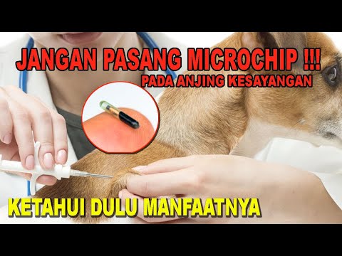 Video: Bisakah breeder anak anjing microchip?