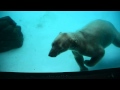 Белый медведь в Сингапурском зоопарке / Polar bear at Singapore Zoo