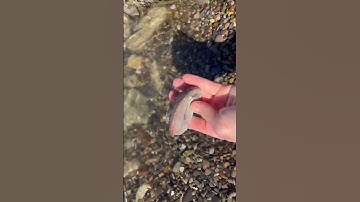 Nice abalone shell find. #abalone #shell #beach