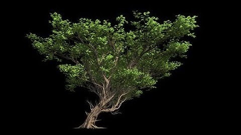 Big Tree With Big Branches | Motion Graphics - Videohive template