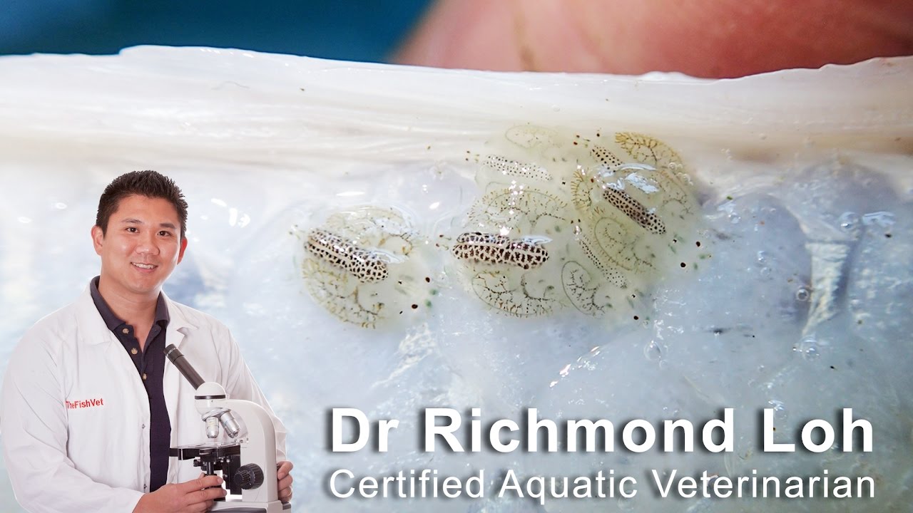 Treating External Fish Parasites Fish Lice, Flukes And Trichodina In A Koi And Goldfish Pond