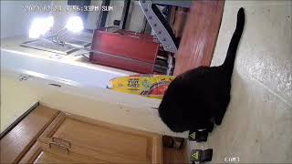 Rachel The Bombay Cat and Mouse Trap by Jason P 410 views 4 years ago 49 seconds