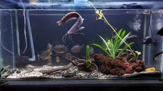 Intense Piranha Feeding Frenzy: LIVE Catfish Encounter!