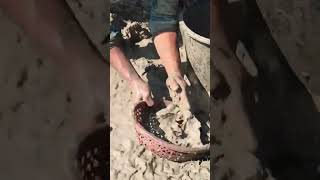 Really amazing boy found and catching a lot of babe fish in dry season