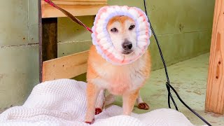 シャンプー中に付けたヘアバンドがあまりにも似合い過ぎた柴犬はこちらです by 長崎バイオパーク公式 46,505 views 3 weeks ago 18 minutes