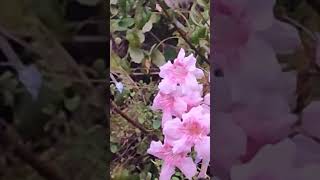 Borboleta-colibri Hummingbird butterfly Agrius convolvuli 🦋🐦