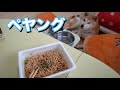 柴犬小春 お前が食べるんかい!意外と飼い主のごはんは静かに待てる柴犬 ペヤング&LAWSON塩にぎり&コーラ