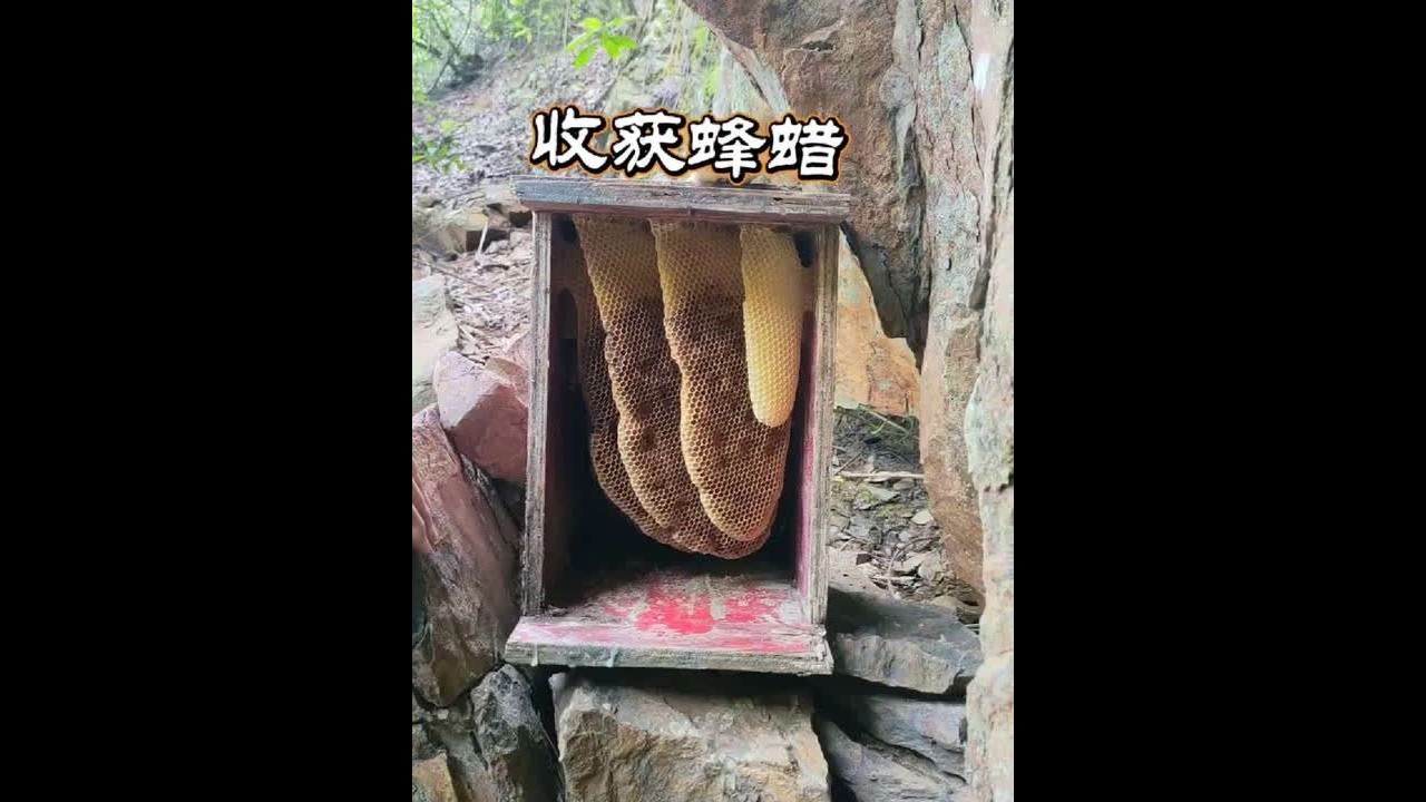 蜂蜡的制作方法 山上的蜂箱已经蜂去巢空，把蜂巢收回去做蜂蜡#蜂蜡 #我的乡村生活 #新农人计划2025