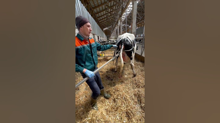 Pendampingan saat melahirkan #sapi #veterinär