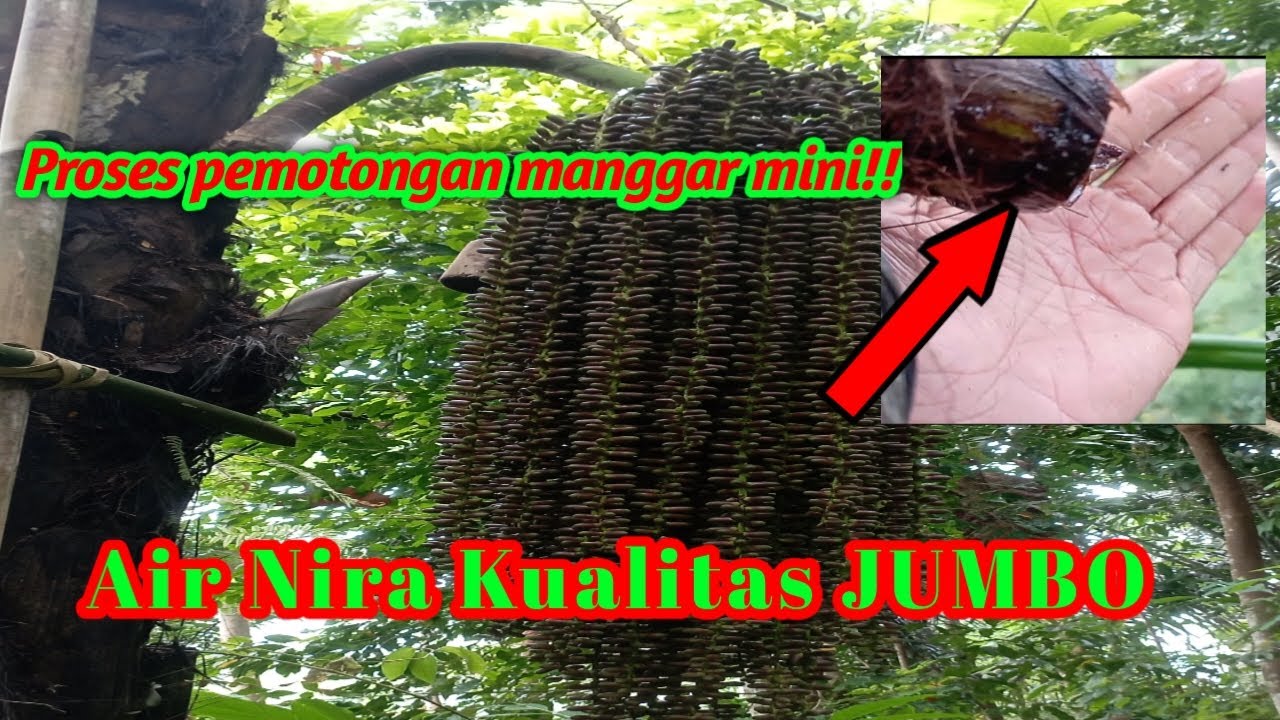 Beginilah Hasilnya! Cara Proses Pemotongan Manggar Aren Mini namun Kualitas Air nira Super JUMBO!