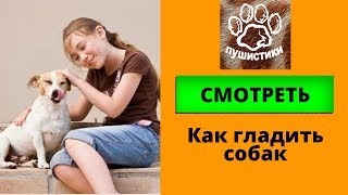 Гладить собак смешная подборка с собаками для детей и взрослых Как выбрать собаку для ребенка Гладить собак смешная подборка с собаками для детей и взрослых Как выбрать собаку для ребенка