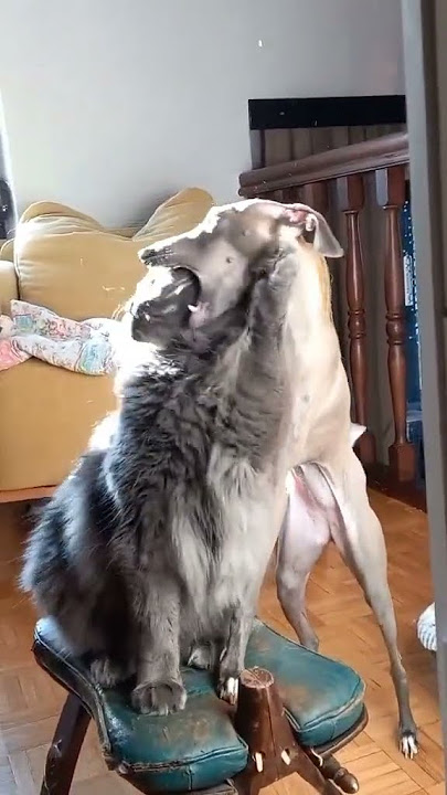 Life With A Dog And A Cat tiktok ninna ba