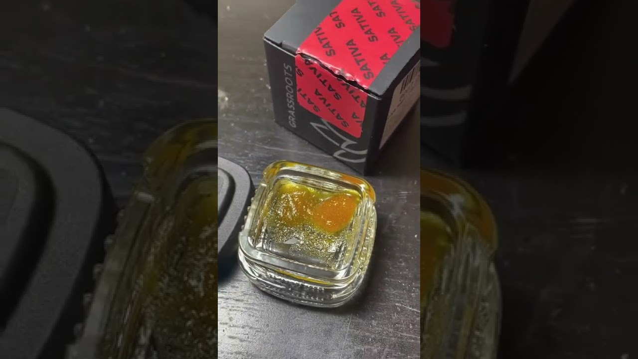 Venom Pupils Live Sugar by Grassroots Review