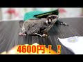 高級みかんを食べたモモンガの反応がこちら #shorts