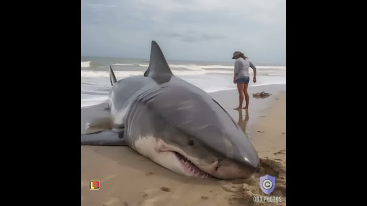 HIU MEGALODON TERDAMPAR #shortvideo #videoshorts #shark