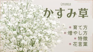 かすみ草ページ カスミソウの花言葉｜色別の花言葉、花の特徴や名前の由来
