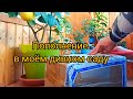 Новые кумкваты в моём дивном саду.