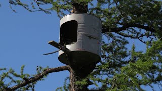 Искусственные гнезда для кречета на Ямбурге / Artificial nests for the Gyrfalcon (English subtitles)