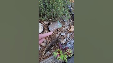 Me Vs Mole Take 2 #trapping #makingadjustments #earlhouse