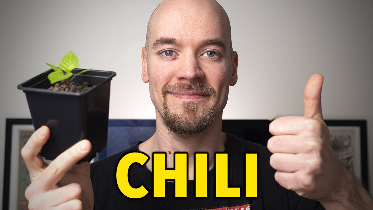 Chilin kasvatus siemenestä - Näillä ohjeilla onnistut