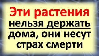 Эти растения и цветы нельзя держать дома, они несут страх смерти. Что должно быть в каждом доме?