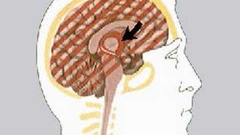 How the Body Works : Memory