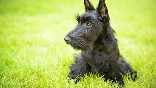 The Scottish Terrier, also known as the Scottie, is a small