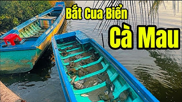 Cách Bắt Thật Nhiều Cua Biển Cà Mau #video 