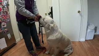 Koda halti head harness training Jan 12,2024 by doggydetailtraining 5 views 4 months ago 1 minute, 41 seconds