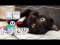 福を呼ぶ？黒猫の性格はギャップが魅力｜毛色で分かる猫の性格
