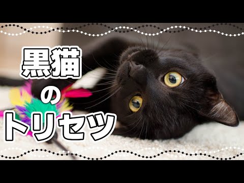 福を呼ぶ？黒猫の性格はギャップが魅力｜毛色で分かる猫の性格