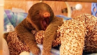 Tiny Baby Sloth Can't Stop Yawning!!! thumbnail
