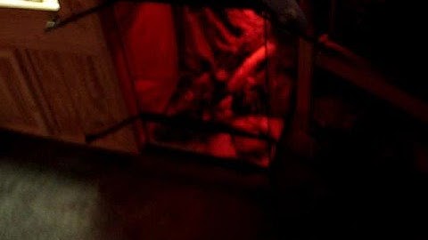 Lemon Pastel Ball Python