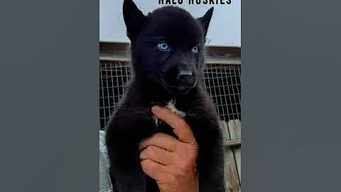 Watch the video about Stunning Solid Black Male Siberian Husky Puppy Available from Trusted Husky Breeder - Halo Huskies!
