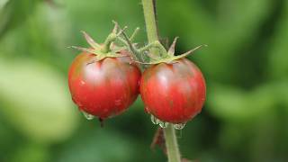 How Often Do You Water Tomato Plants?