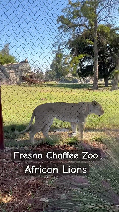 The awesome Fresno Chaffee Zoo visit in October 2023.