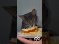 #comer #gato #gatos #viralclips #amor #viralshorts #viral