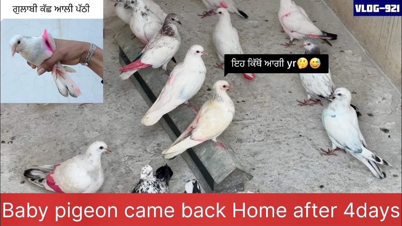 ਲਓ ਜੀ, ਅੱਜ ਗੁਲਾਬੀ ਕੱਛ ਆਲੀ ਪੱਠੀ ਵੀ ਘਰ ਵਾਪਸ ਆਗੀ🕊️✅, 3-4 ਦਿਨਾਂ ਬਾਅਦ ਪਤਾ ਨੀ ਕਿੱਥੋਂ ਖੁੱਡੇ ਚ ਹੀ ਬੈਠੀ ਦੇਖੀ