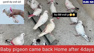 ਲਓ ਜੀ, ਅੱਜ ਗੁਲਾਬੀ ਕੱਛ ਆਲੀ ਪੱਠੀ ਵੀ ਘਰ ਵਾਪਸ ਆਗੀ🕊️✅, 3-4 ਦਿਨਾਂ ਬਾਅਦ ਪਤਾ ਨੀ ਕਿੱਥੋਂ ਖੁੱਡੇ ਚ ਹੀ ਬੈਠੀ ਦੇਖੀ