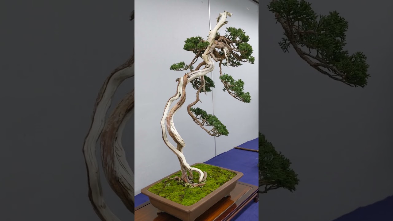 🌳#日本#盆栽 36-1 #真柏（#しんぱく：ミヤマビャクシン：ヒノキ科