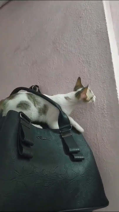 #cat #cuteanimal #foryou