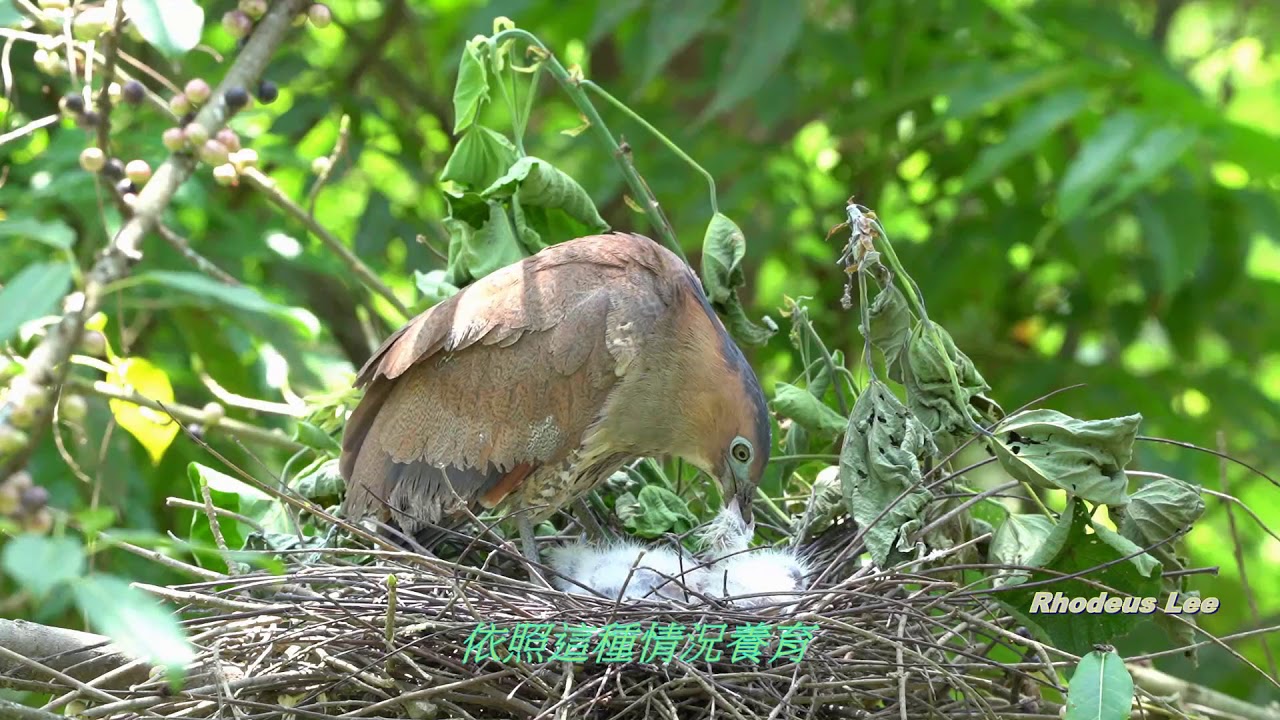 2020春夏 白河 黑冠麻鷺Malayan Night Heron育雛全記錄 