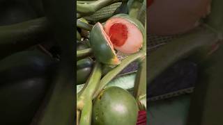 Betel nut | Betel leaf bangkok thailand subscribe shortsvideo short