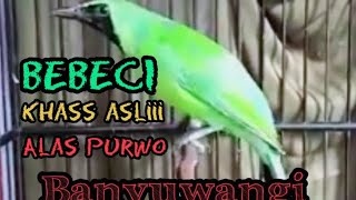 Suara khas CUCAK IJO banyuwangi asli (BEBECI) Alas purwo