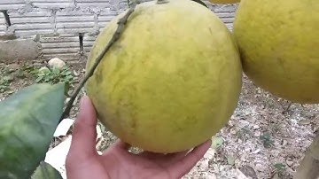 Bưởi diễn xịn cây đầu dòng nơi sản xuất giống bưởi diễn xịn 0327145876