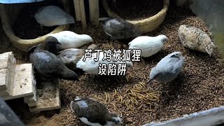 芦丁鸡被狐狸设陷阱