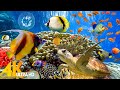 [NEW] 11HRS Stunning 4K Underwater Wonders + Relaxing Music | Coral Reefs &amp; Colorful Sea Life