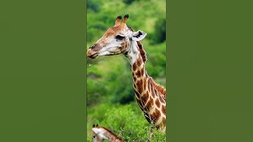 The one with the long neck! Giraffes /  #animals   #animalmoments