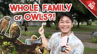 Download Lagu Found not one... but three RARE Owls? | Hampstead Wetlands Park MP3